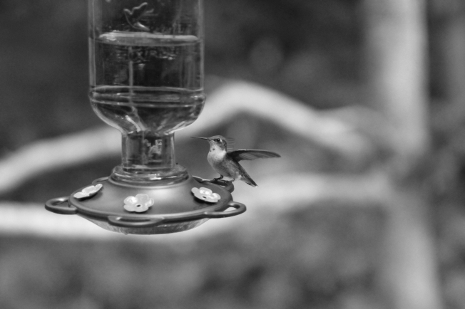 8-18-14 hummingbird